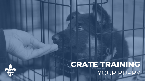 Crate Training St. Louis Puppies