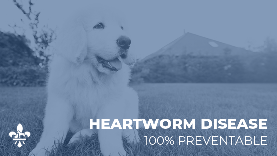 Preventing Heartworm Disease in St. Louis Dogs
