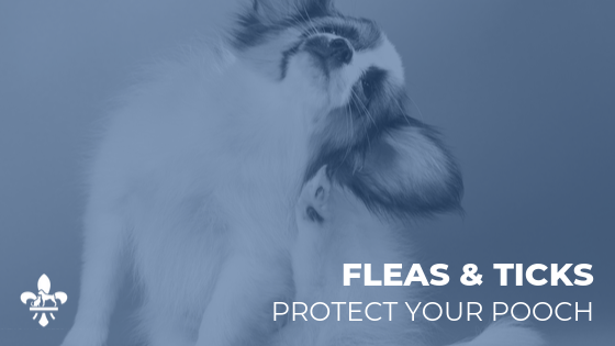 Preventing Fleas & Ticks in St. Louis Dogs