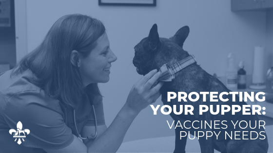 St. Louis Puppy Vaccine