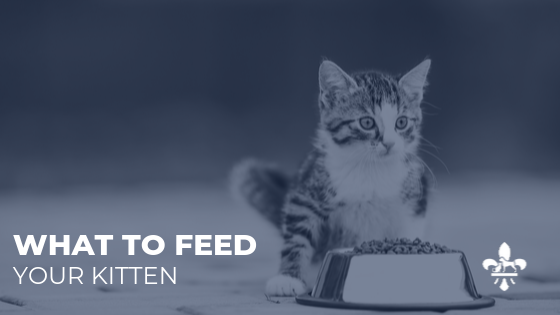 Kitten Nutrition Tips