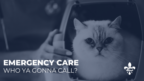 Pet Emergency Care in the St. Louis area